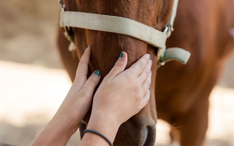 las mujeres sostienen el hocico del caballo